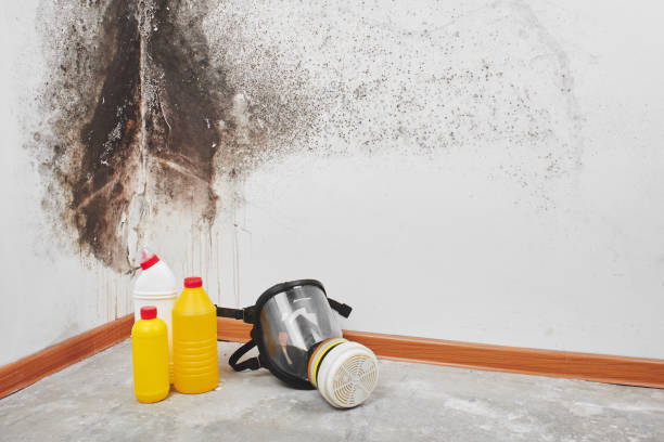 Best Crawl Space Mold Removal  in Rugby, ND