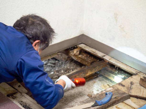 Best Best Mold Removal Companies  in Rugby, ND
