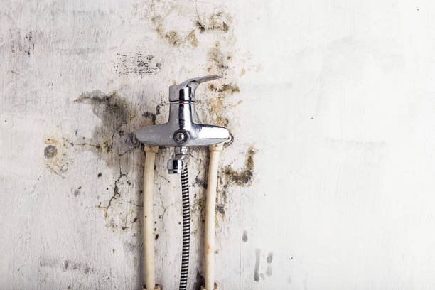 Best Commercial Mold Removal  in Rugby, ND