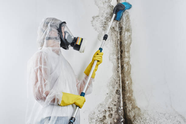 Best Fast Mold Removal  in Rugby, ND