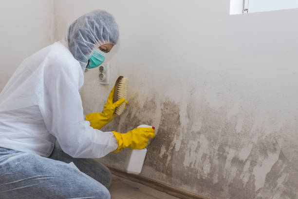 Rugby, ND Mold Removal Company