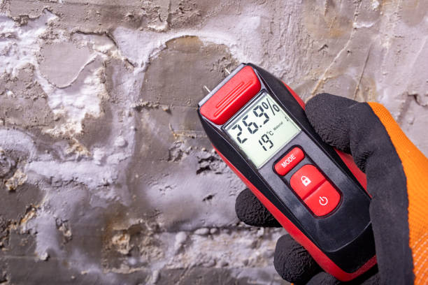 Best Same-Day Mold Removal  in Rugby, ND