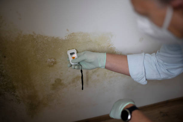 Best Mold Removal Near Me  in Rugby, ND