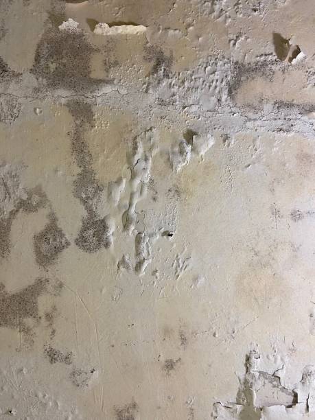 Best Black Mold Removal  in Rugby, ND