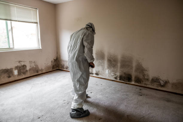 Best Affordable Mold Removal  in Rugby, ND