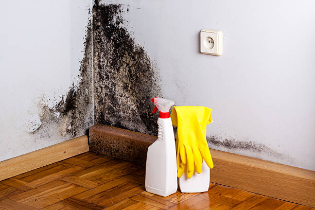 Home Mold Removal in Rugby, ND